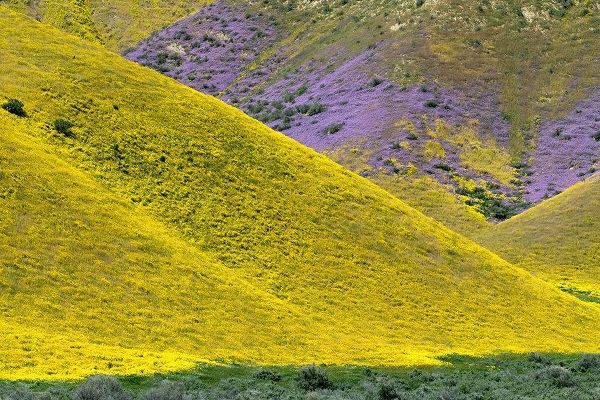 California Common Hillside Daisy and phacelia-Carrizo Plain National Monument